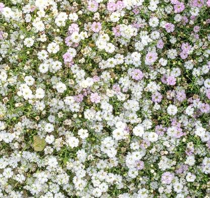 MODERN PLANT Gypsophila Gypsy 21 Mix Hybrid Best Quality Flower Seeds - 21 Seed