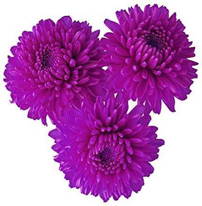 VibeX ® NBRI-1056-Miracle Chrysanthemum Seeds - Purple Seed