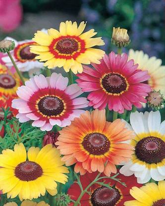 VibeX Chrysanthemum Seed