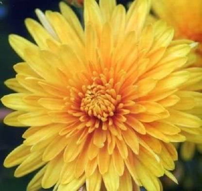 VibeX ™ PUSA-379-Yellow Chrysanthemum Morifolium Flower Seeds Seed