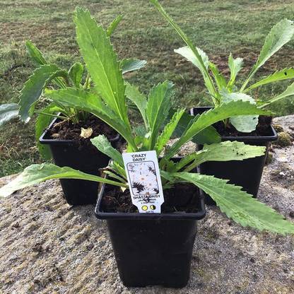 VibeX ™ ICAR-347-Chrysanthemum Leucanthemum Perennial Herbaceous Seed