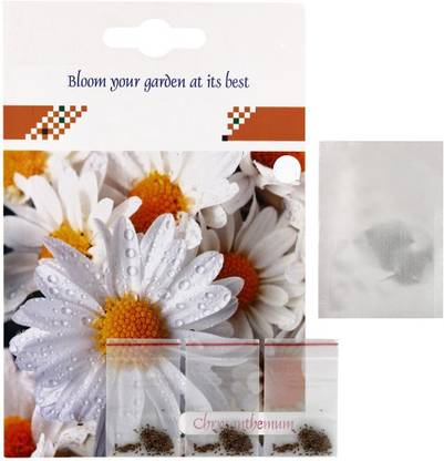 VibeX Chrysanthemum Seed