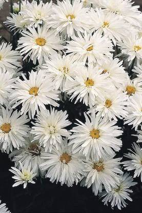 VibeX ® ICAR-152-Chrysanthemum Crazy Daisy Seeds (White) - Perennial Seeds Seed