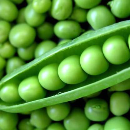 Infinite Green Pea, Mutter Seed