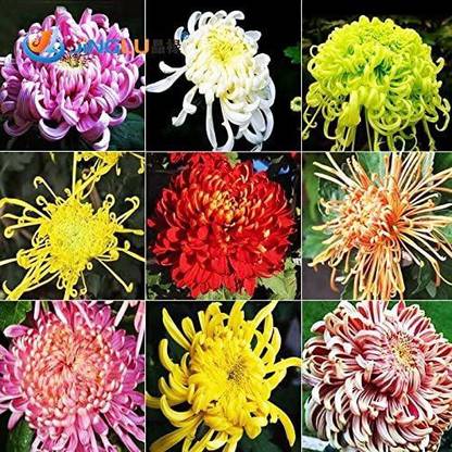 CYBEXIS Novel Mixed Rainbow Color Chrysanthemum Seeds Seed