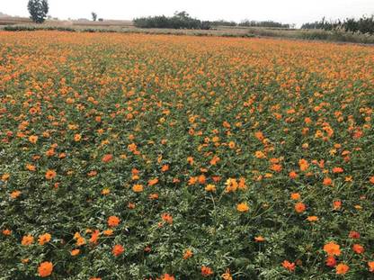 VibeX ™ HAU-273-Mix Flowers Colorful Perennial Garden,Outdoor plant sulphur chrysanthemum flower seed Seed