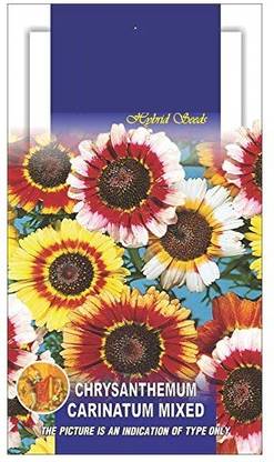 CYBEXIS Jamanthi Poovu - Chrysanthemum Flower Seeds for Gardening Seed