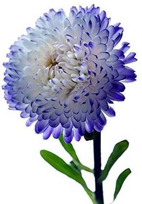 VibeX ™ HAU-833-Miracle Daisy Chrysanthemum Seeds Seed