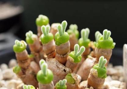 Srushtitraders Rare succulent, Monilaria moniliforme 10 seeds Seed