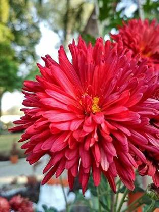 VibeX ® ICAR-902-Guldavari/Chrysanthemum Red Flower Ornamental Plant Seed