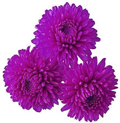 VibeX Chrysanthemum Seed