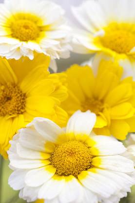 CYBEXIS Flower Seeds chrysanthemum annual mix Color Seed