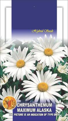 CYBEXIS Chrysanthemum Maximum Alaska White Seed