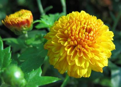 VibeX Chrysanthemum Seed