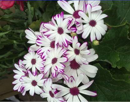 VibeX ® ICAR-522-Chrysanthemum Potmum with Red seeds Seed