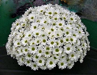 VibeX ® ICAR-502-Jamanthi Poovu Chrysanthemum White Flower Seeds Seed