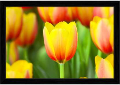 Artzfolio ArtzFolio Photo of Tulips With a Drop Of Water Canvas Painting Black Synthetic Frame 23.5inch x 16inch (59.7cms x 40.6cms) Digital Reprint 16 inch x 23.5 inch Painting