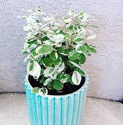 LushGreen Senecio Herreianus Purple Flush Plant