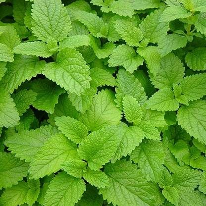 Green Tree Lemon balm, balm, common balm, or balm mint Seed