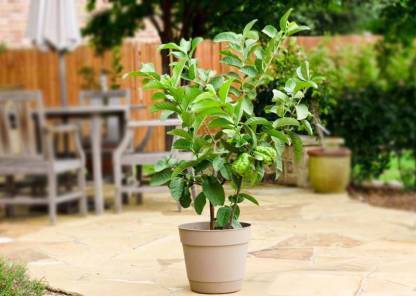 EVY Guava Plant