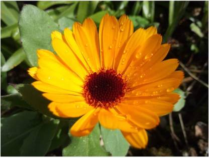 VibeX Calendula - NOVA Seed
