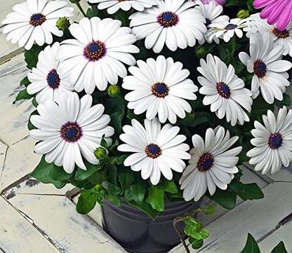 VibeX Sky and Ice Osteospermum Ecklonis White Purple Eye Heirloom Seeds Seed