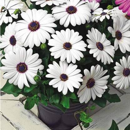 VibeX Daisy Seeds Osteospermum Seeds Mix Color Flower Seed