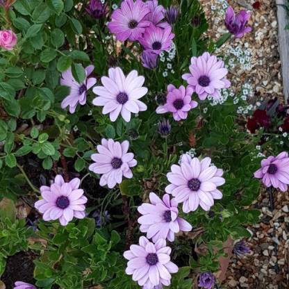 VibeX African Daisy Mix (Osteospermum Ecklonis Daisy Mae) Seed