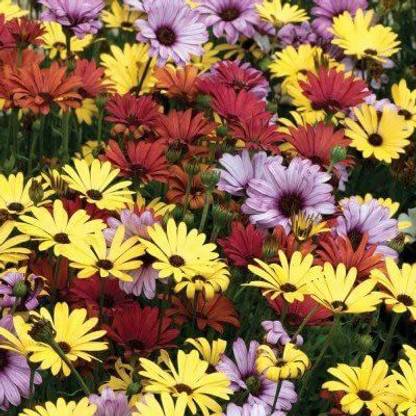 VibeX Osteospermum Ecklonis South African Marigold Mixed Flower Seed