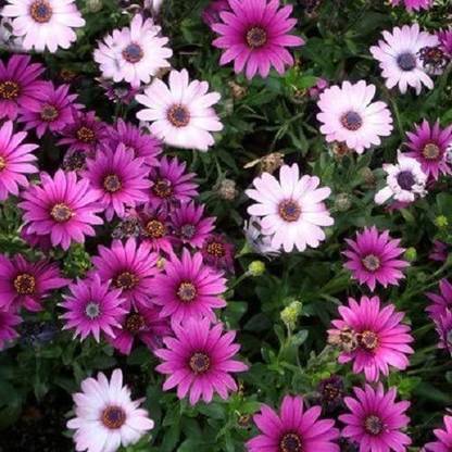 VibeX African Daisy Seeds Osteospermum Ecklonis (Perennial Seeds) Seed