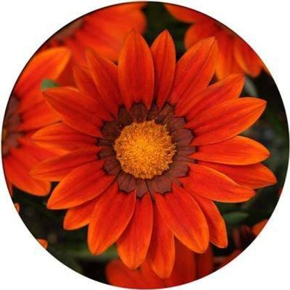 CYBEXIS Gradient Bronze Medal Chrysanthemum Seeds Seed