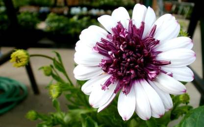 VibeX Daisy Sky and Ice Osteospermum Ecklonis White Purple Eye Heirloom Seeds Seed