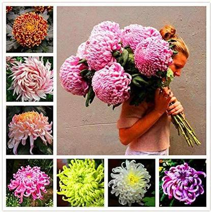 VibeX Chrysanthemum Seed