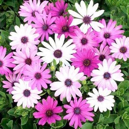 VibeX Osteospermum Ecklonis Mix Flower Seeds Seed