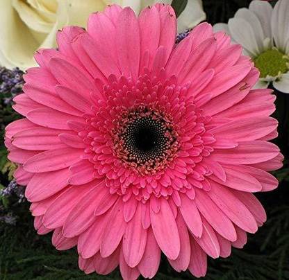 VibeX Calendula Pink Beautiful Flower Seed
