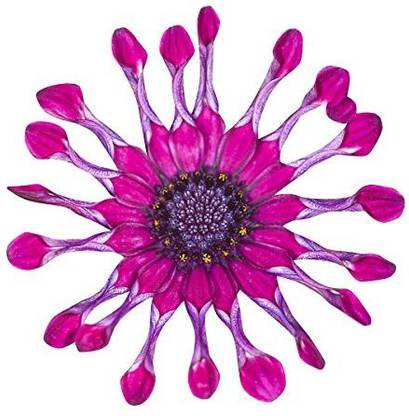 VibeX Beautiful Eyed Osteospermum African Daisy Seeds - Purple Seed