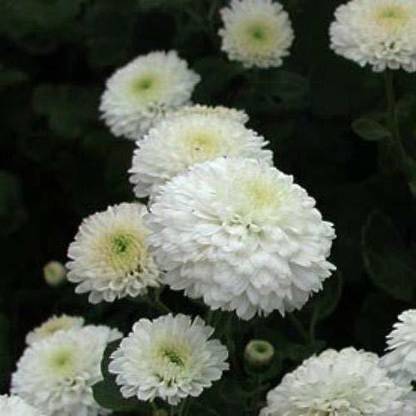 VibeX Chrysanthemum Seed