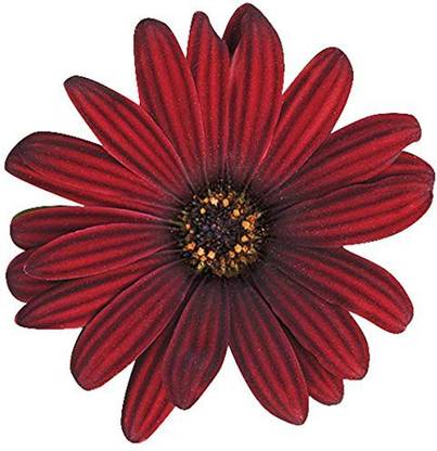 VibeX Red Osteospermum Flower Seeds Seed