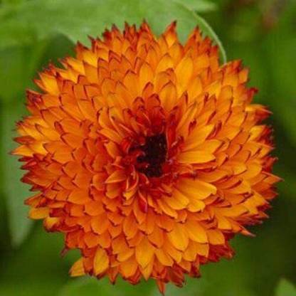 VibeX Calendula - Neon - Seeds Seed