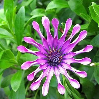 VibeX Garden Osteospermum Whirligig Seeds Seed