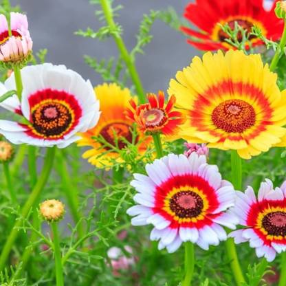 VibeX Chrysanthemum Seed