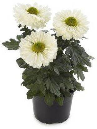 VibeX Chrysanthemum Seed