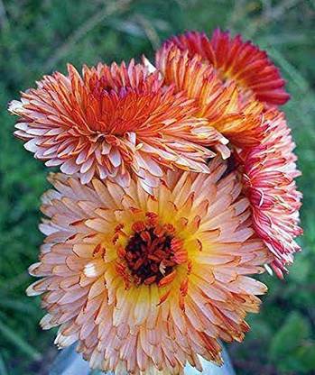 DIOART ™ PAU-41-CALENDULA SEEDS Pot Marigold TRIANGLE FLASHBACK-20 x Seeds Seed