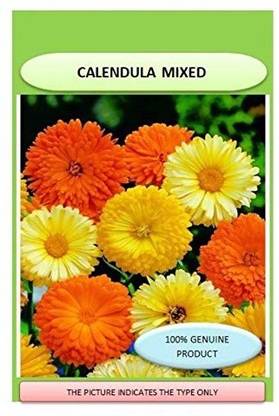 DROXTY ® PUAS-88-Calendula Officinalis L. Orange Gitana flower seeds-15 x Seeds Seed