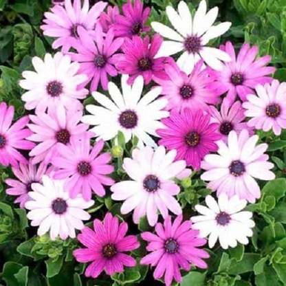 VibeX Daisy Seeds Osteospermum Ecklonis (Perennial Seeds) Seed