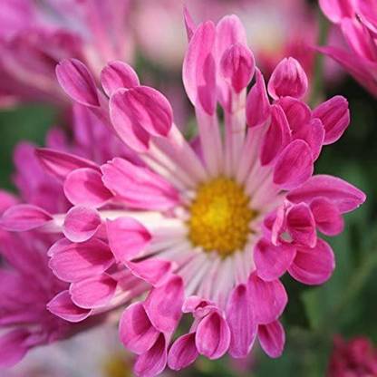 VibeX Osteospermum Seeds Mix Color Flower Seed