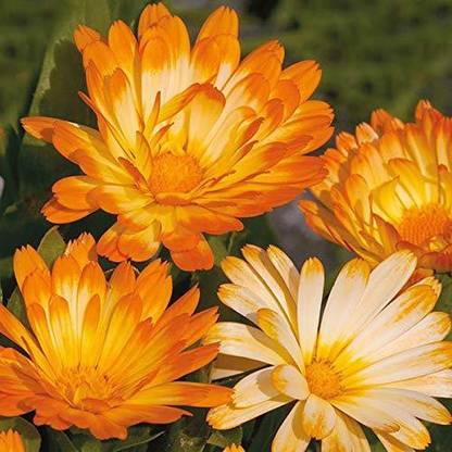 VibeX Calendula Officinalis Fiesta Gitana Orange Flower Seeds Seed
