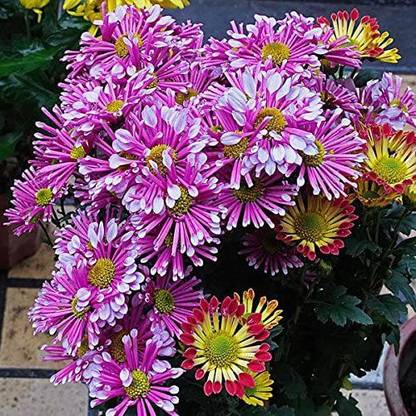 VibeX Osteospermum Whirligig Seeds Annual Gaillardia Seed