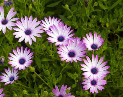 VibeX OSTEOSPERMUM ECKLONIS"Sky and Ice" Seeds, African Daisy Seed