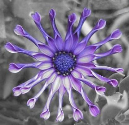 VibeX Daisy Osteospermum Whirligig Fresh Viable Seeds Seed